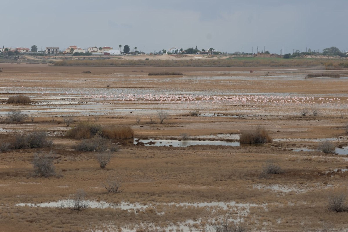 Flamant rose - ML647423124