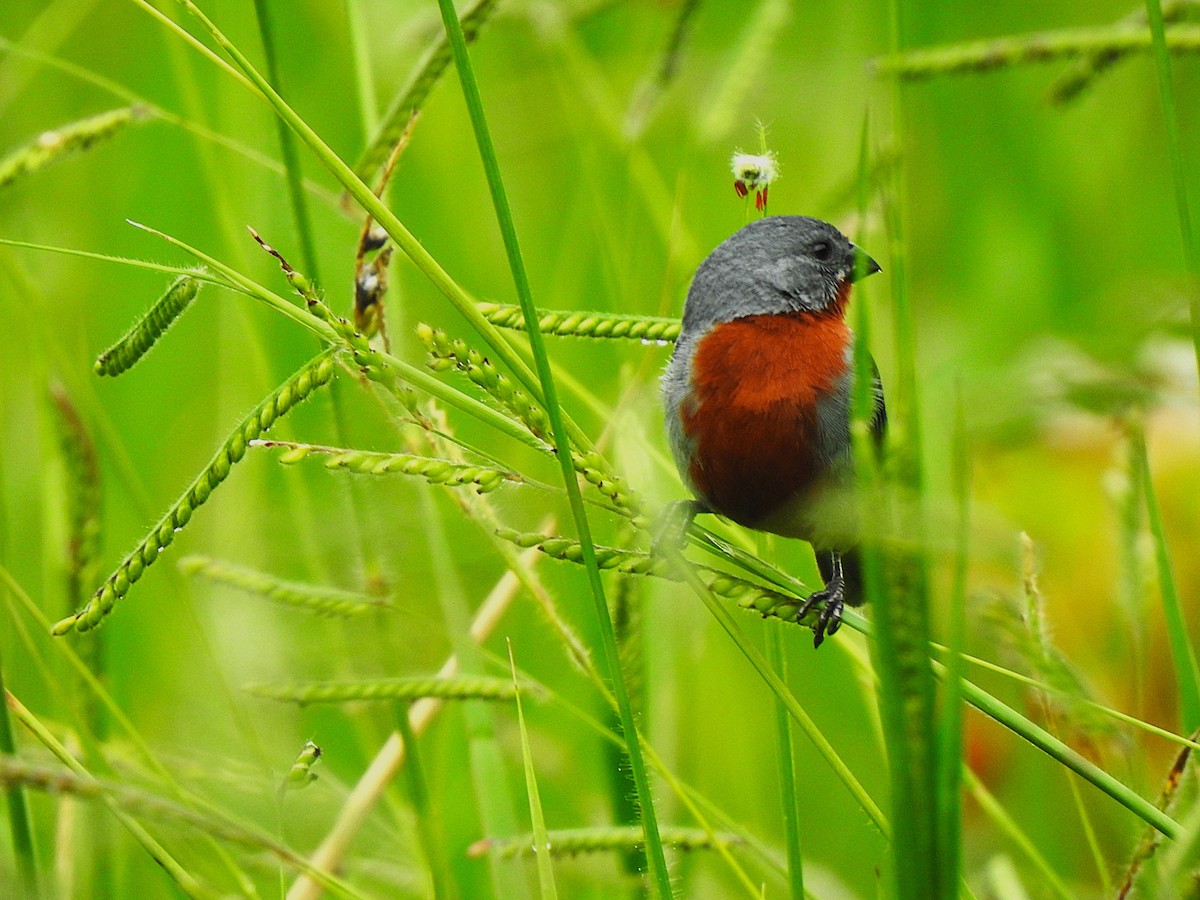 Chestnut-bellied Seedeater - ML647423126