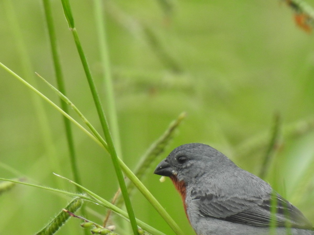 Chestnut-bellied Seedeater - ML647423127