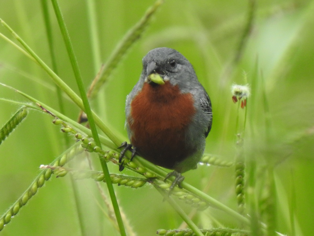 Chestnut-bellied Seedeater - ML647423128