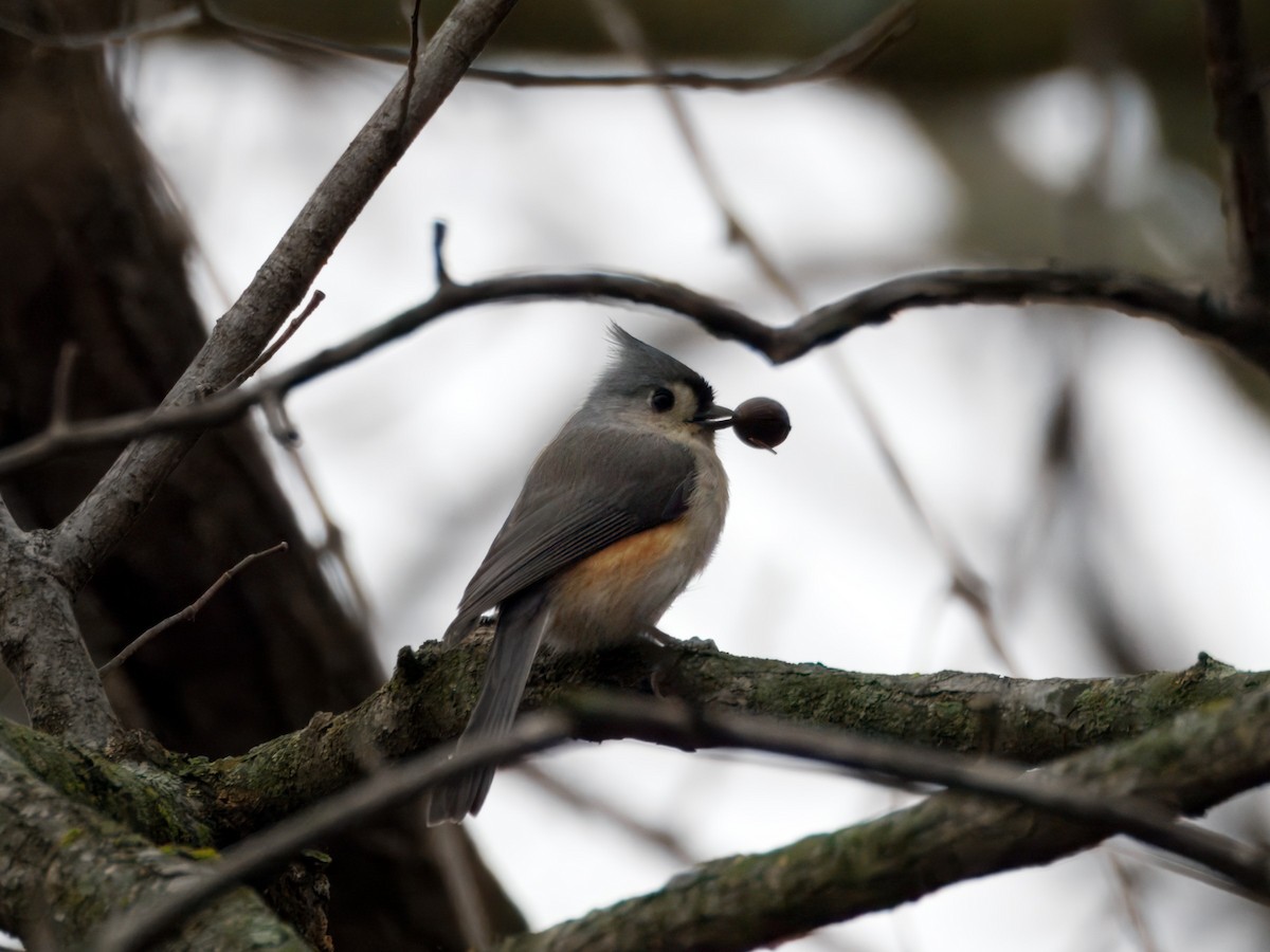 Tufted Titmouse - ML647423134