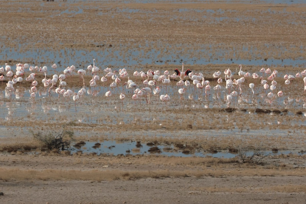 Flamant rose - ML647423141