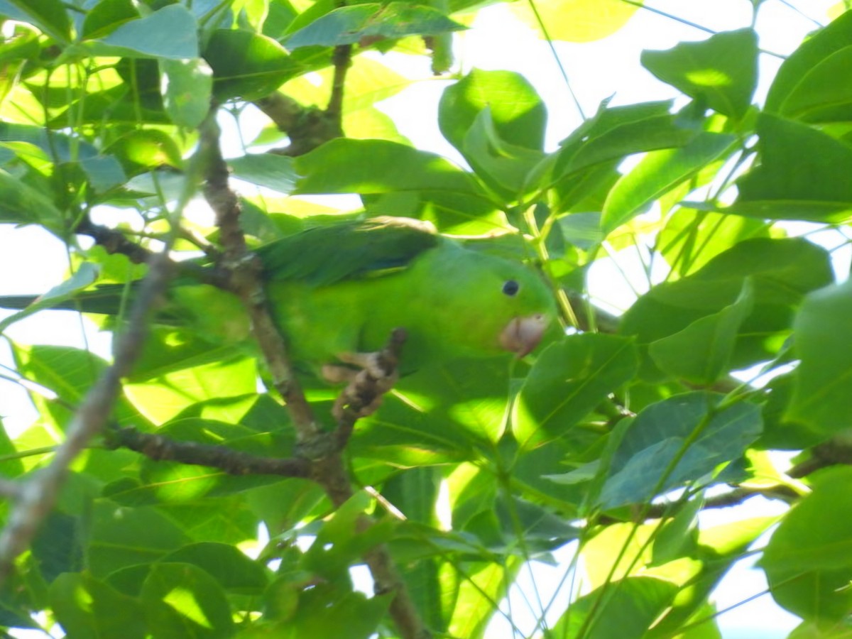 オナガミドリインコ - ML647423142