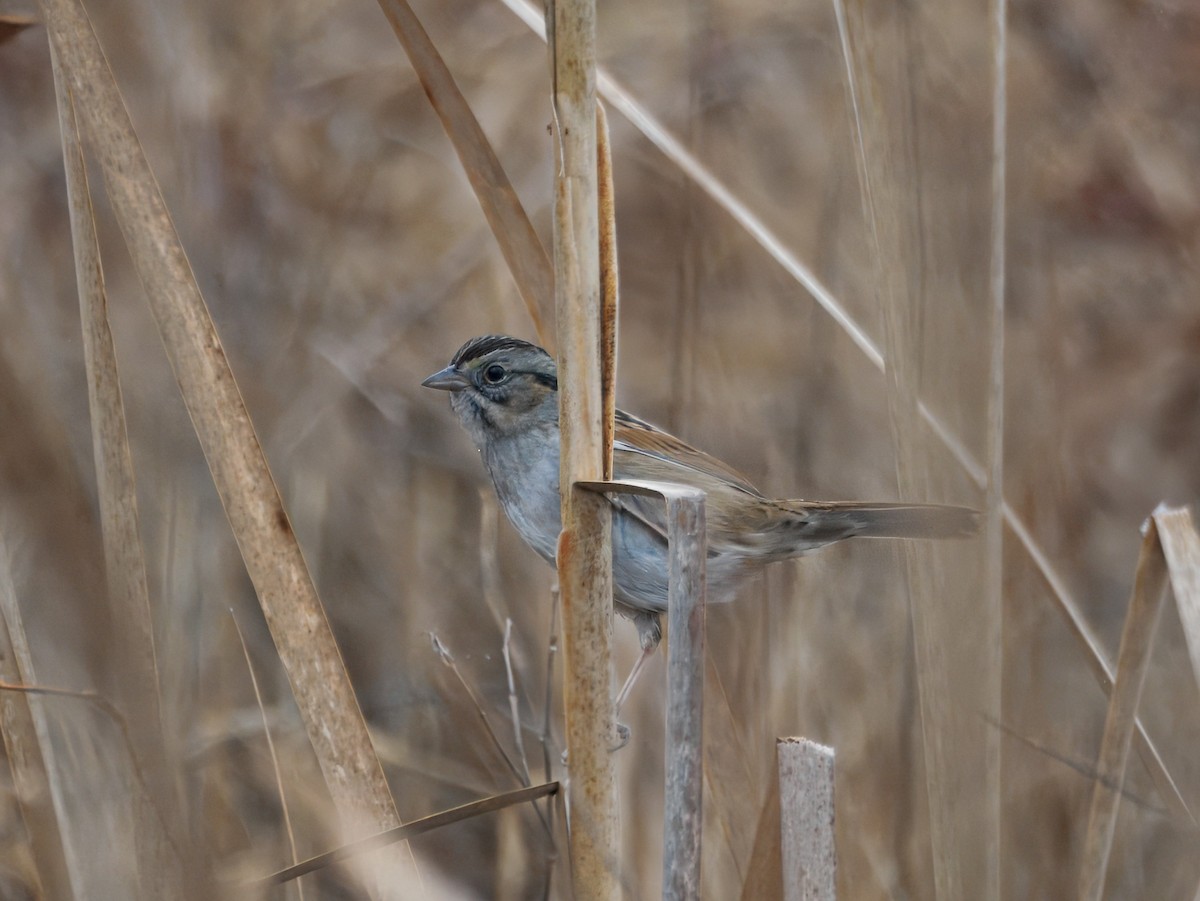Swamp Sparrow - ML647423144