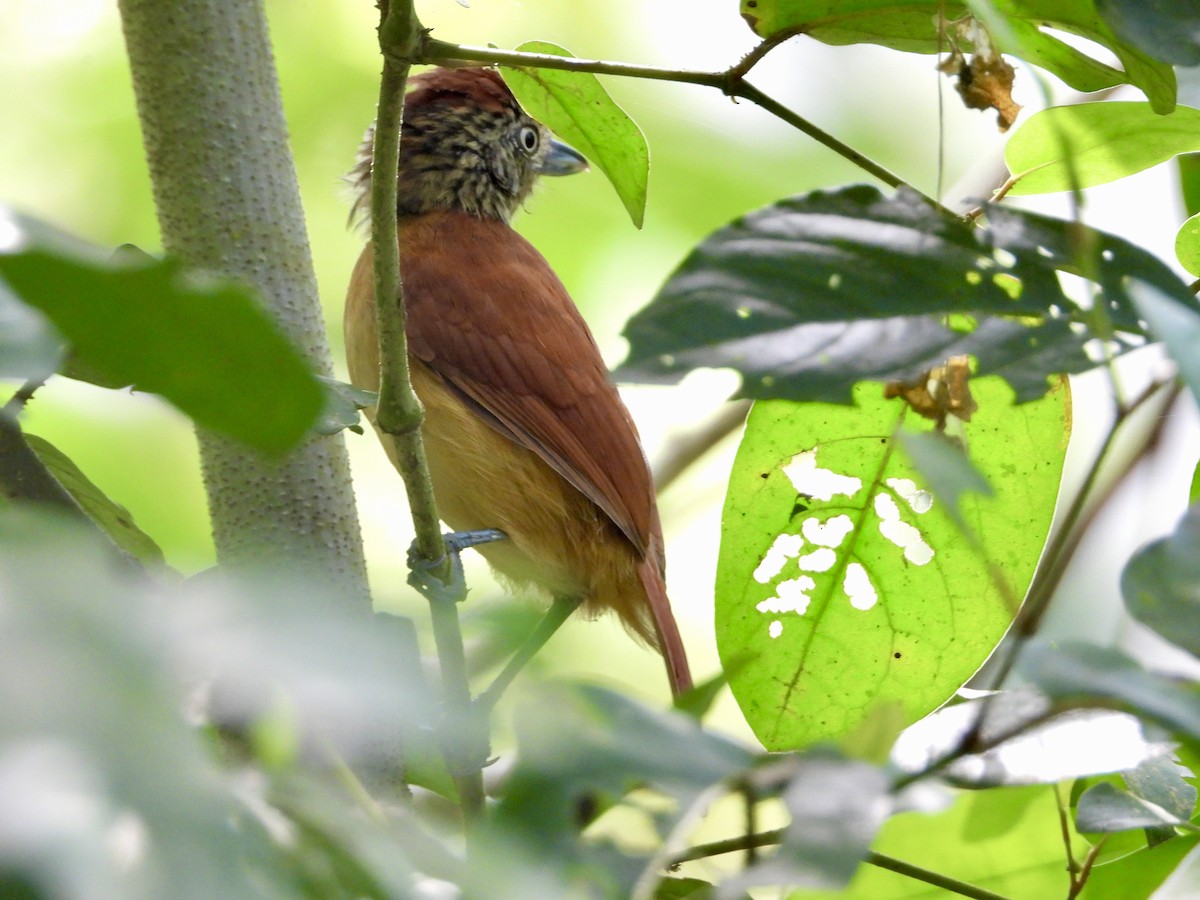 Bindenameisenwürger - ML647423154