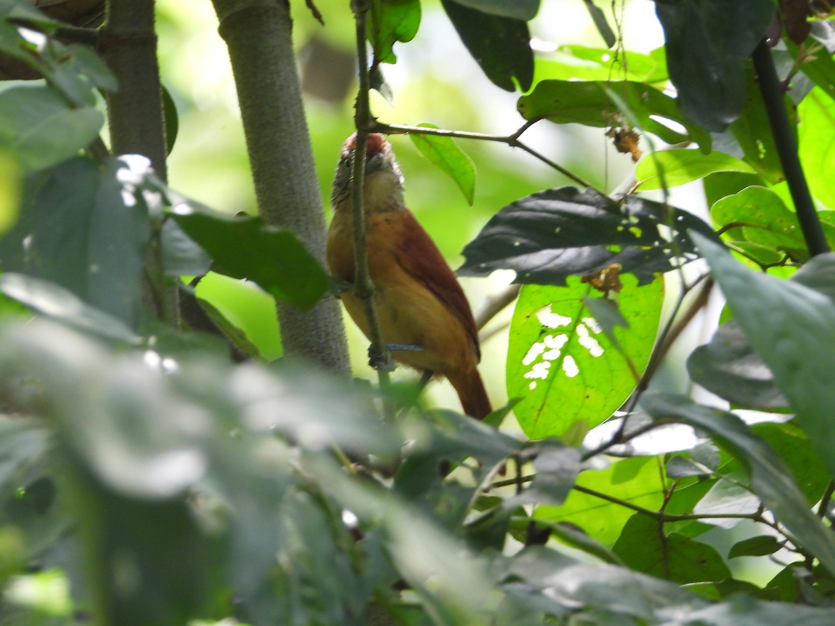 Bindenameisenwürger - ML647423155