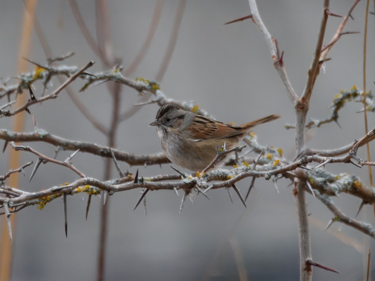 Swamp Sparrow - ML647423162
