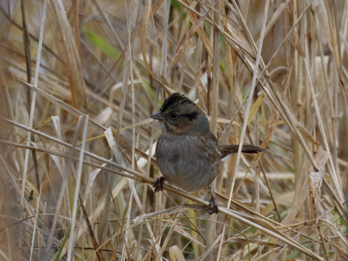 Swamp Sparrow - ML647423170