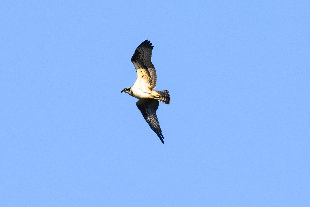 Osprey - ML647423180