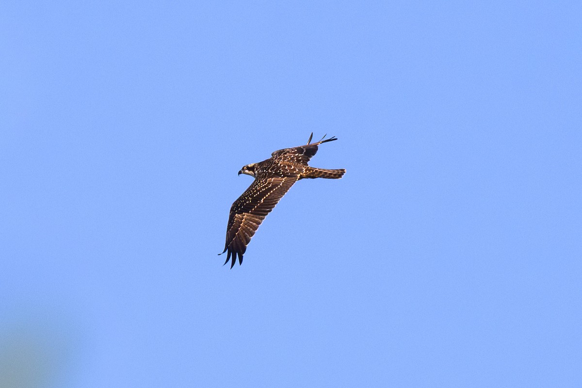 Osprey - ML647423181