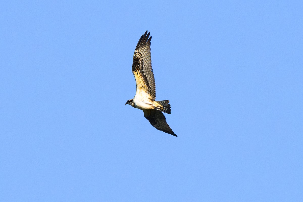 Osprey - ML647423182