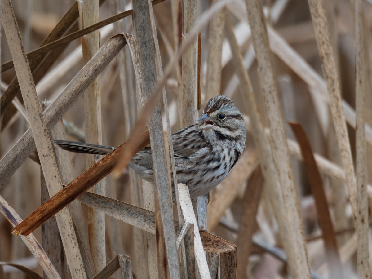 Song Sparrow - ML647423183