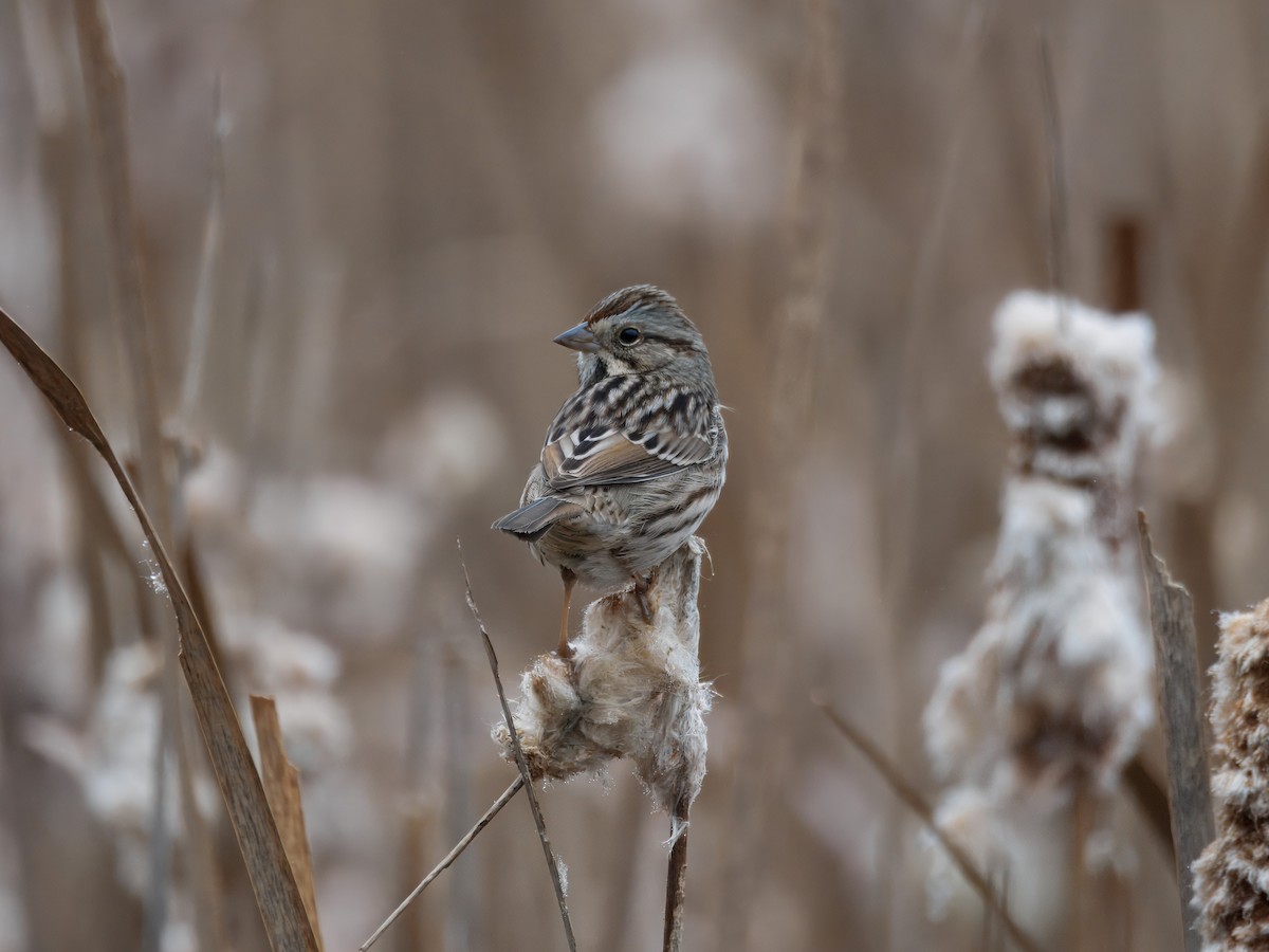 Song Sparrow - ML647423184