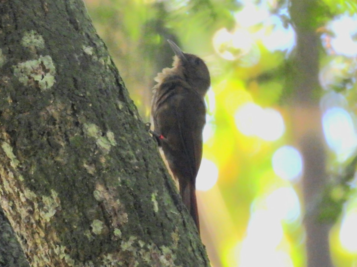 Грімпар бурий - ML647423187