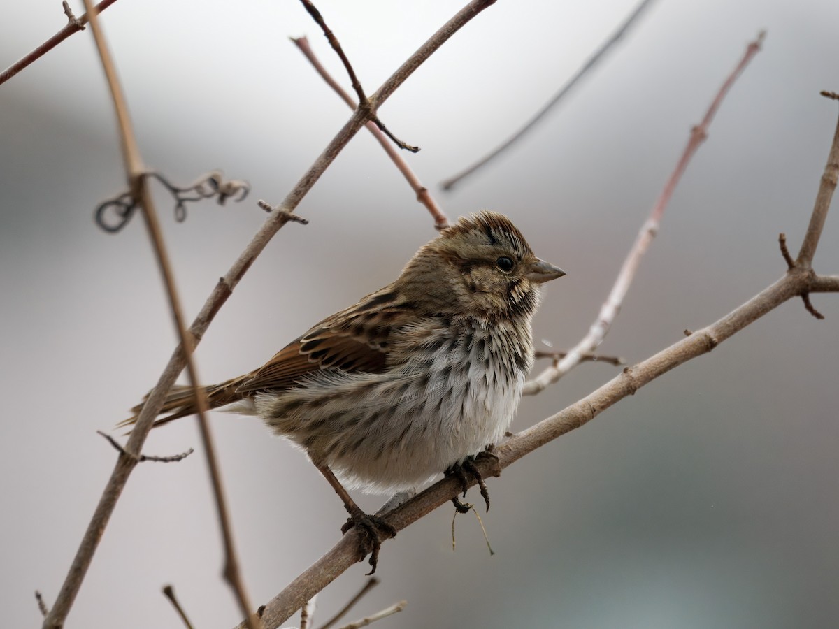 Song Sparrow - ML647423197