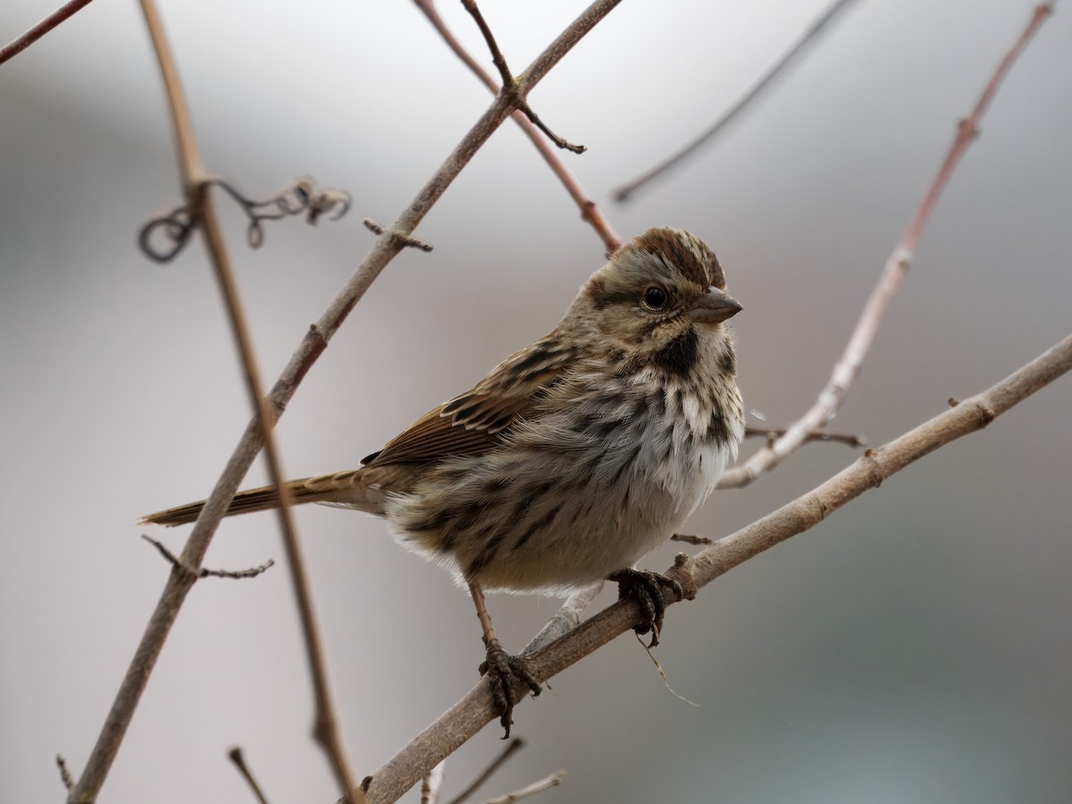 Song Sparrow - ML647423198