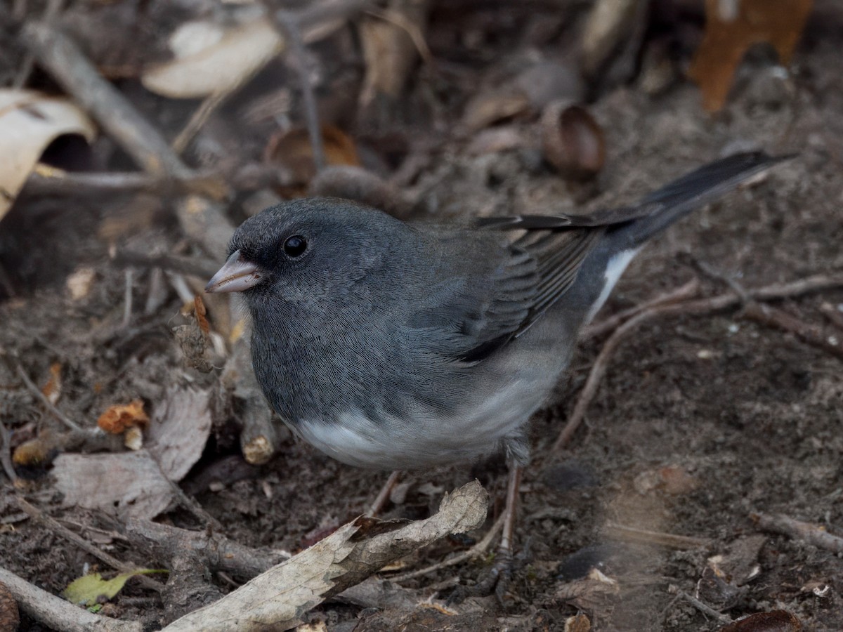 Dark-eyed Junco - ML647423218
