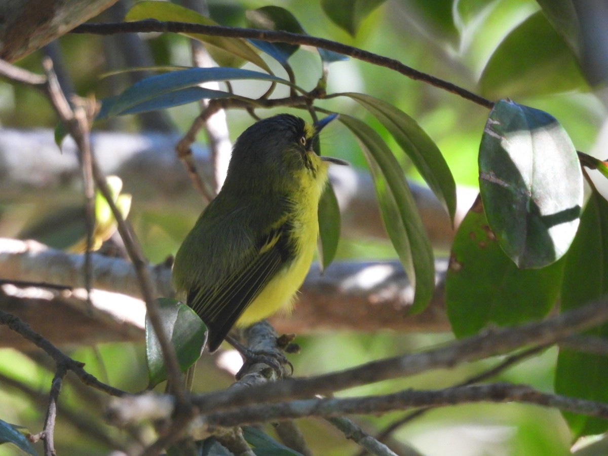 Titirijí Cabecigrís - ML647423220