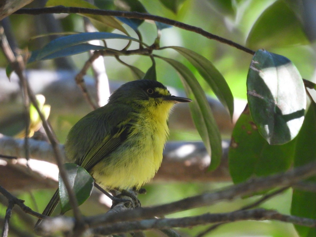 Titirijí Cabecigrís - ML647423221