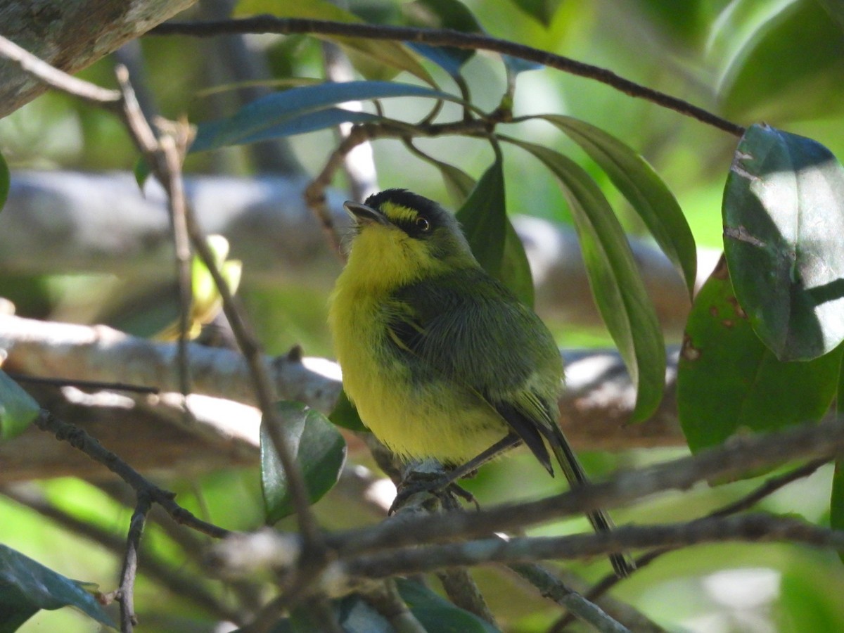 Titirijí Cabecigrís - ML647423222