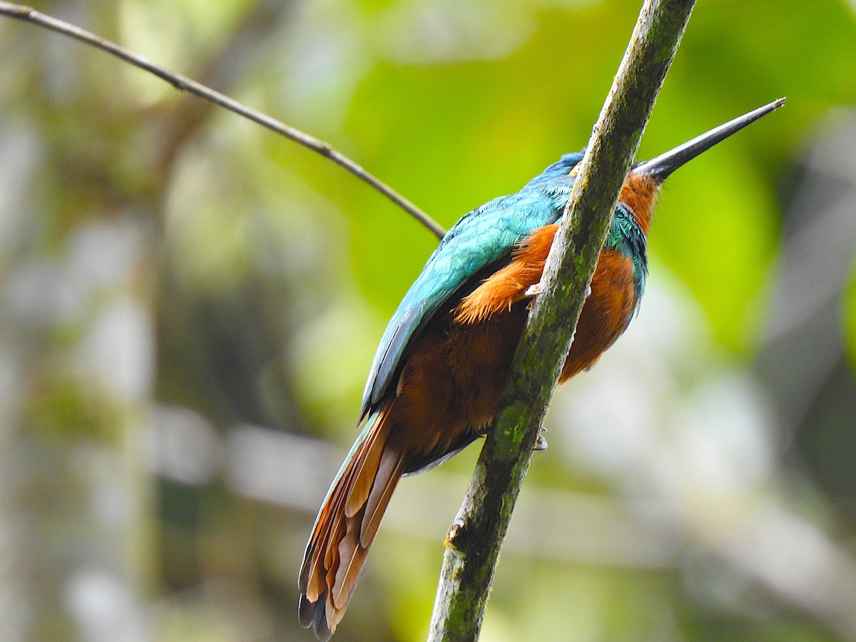 Coppery-chested Jacamar - ML647423232