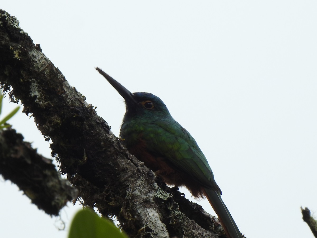 Coppery-chested Jacamar - ML647423235