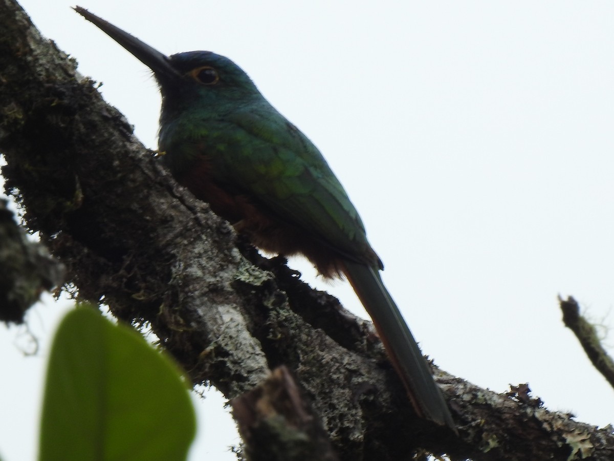 Coppery-chested Jacamar - ML647423236