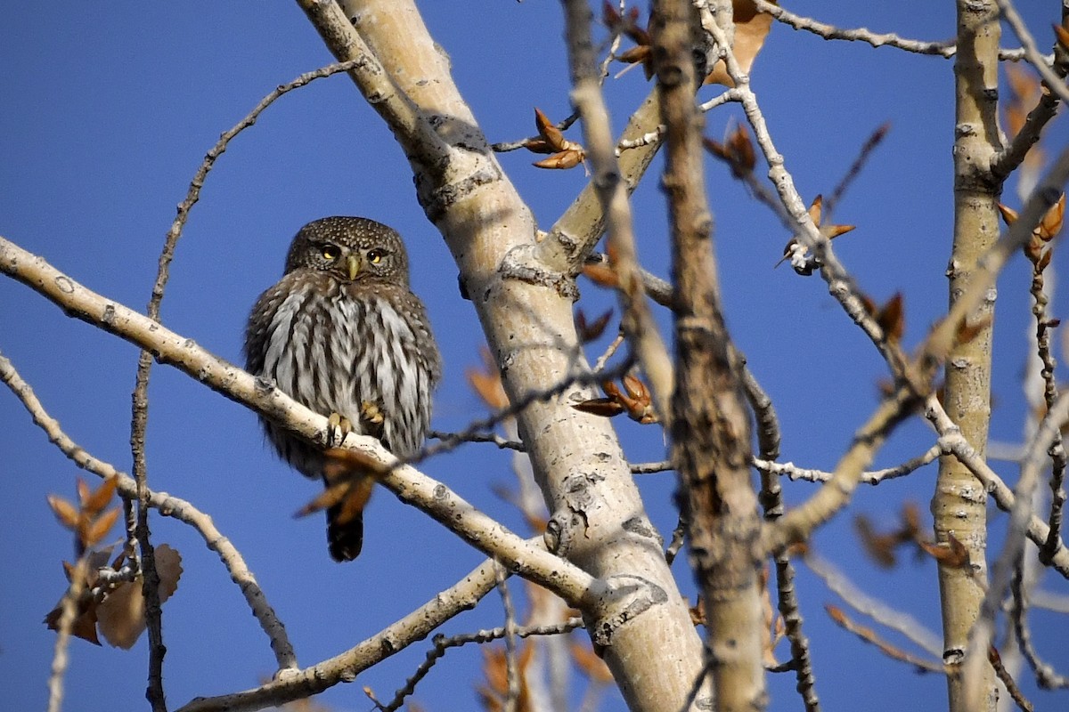 Northern Pygmy-Owl - ML647423237