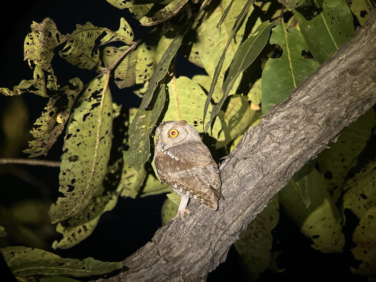 Petit-duc d'Orient - ML647423238