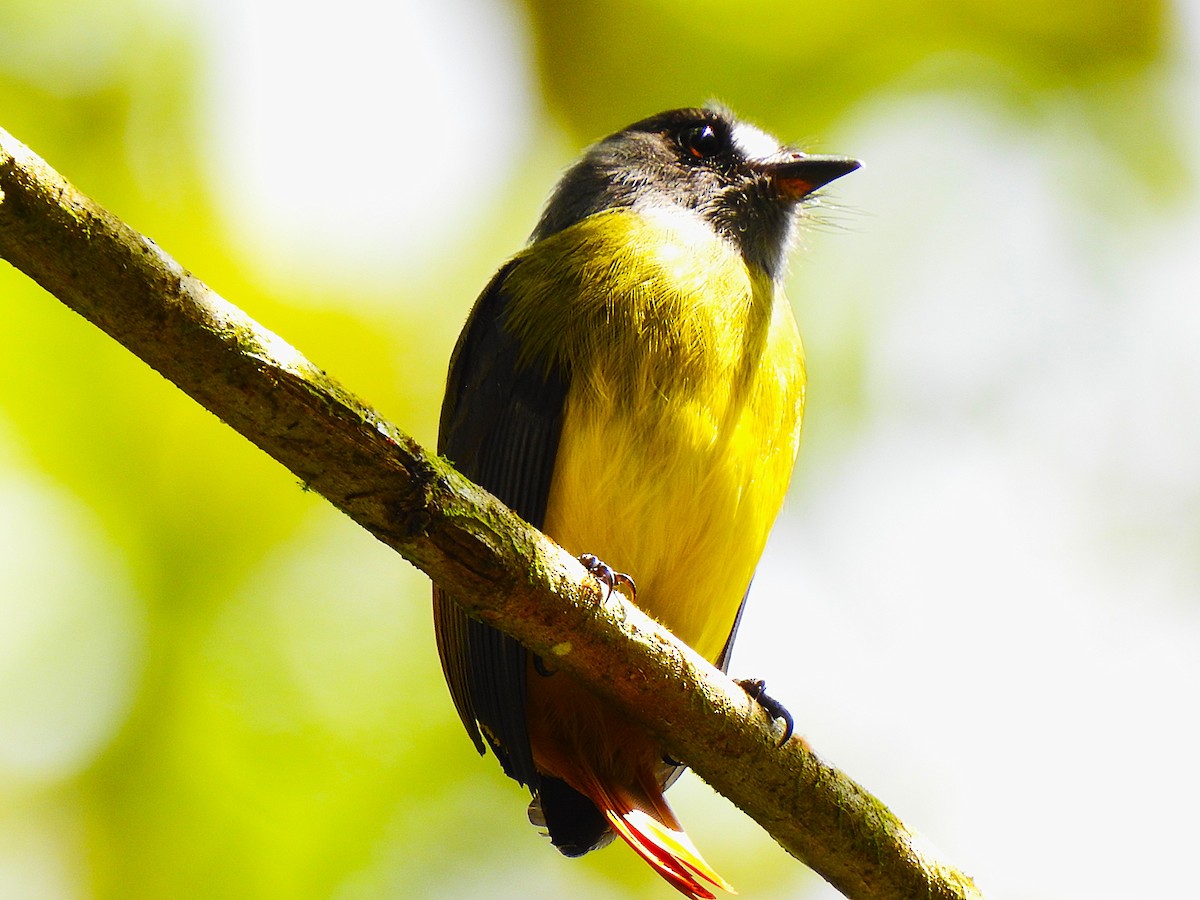 Ornate Flycatcher - ML647423246