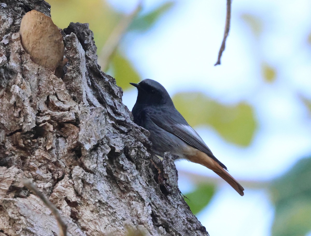 Black Redstart - ML647423248