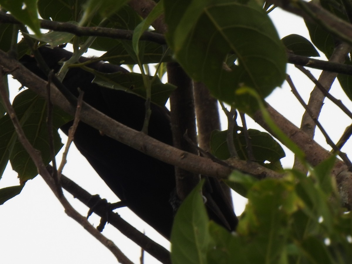 Giant Cowbird - ML647423264