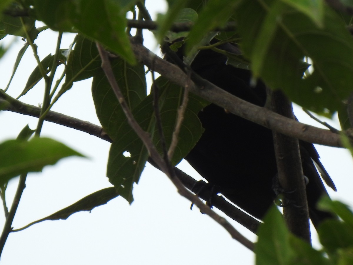 Giant Cowbird - ML647423265