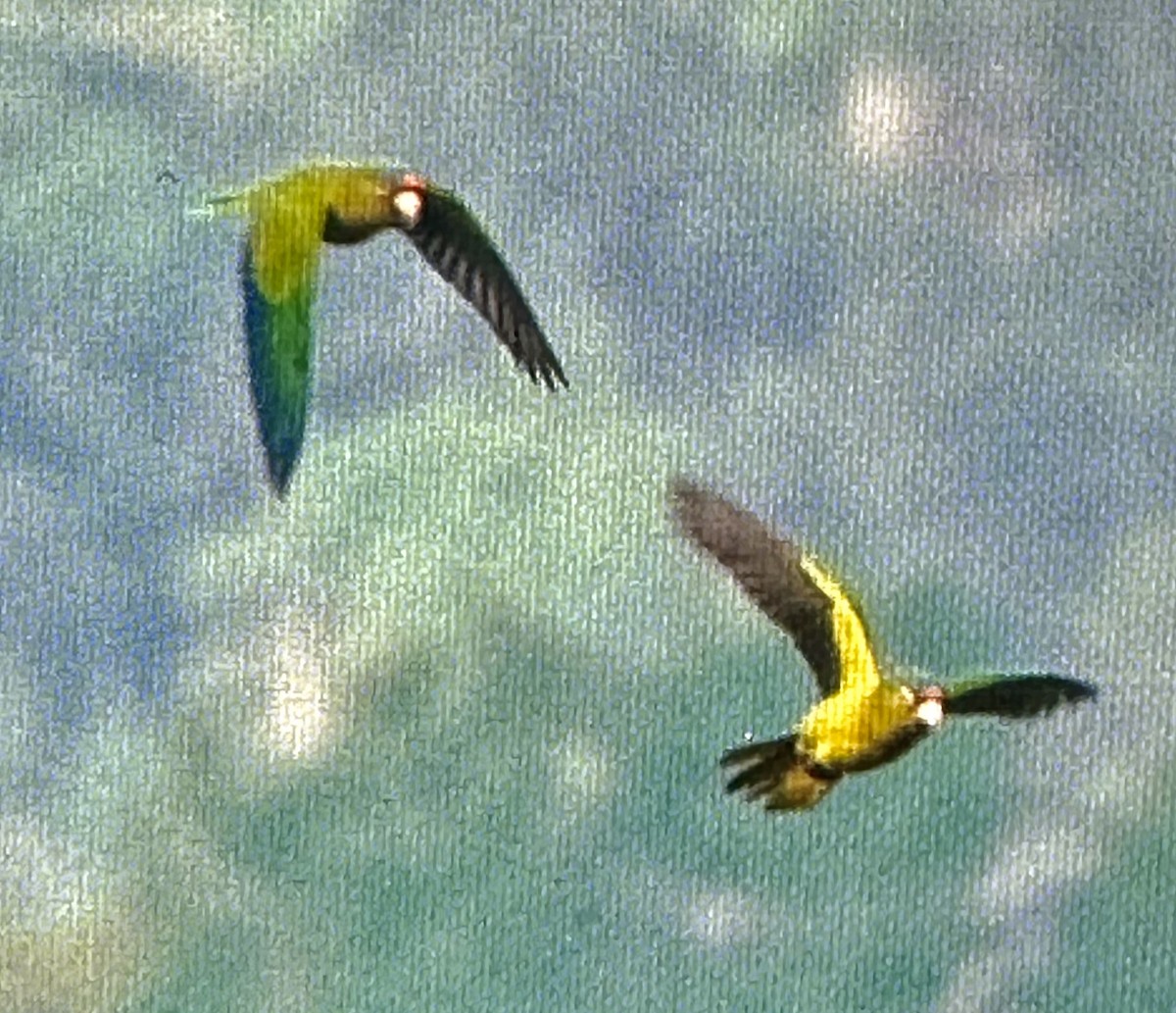 Orange-fronted Parakeet - ML647423277