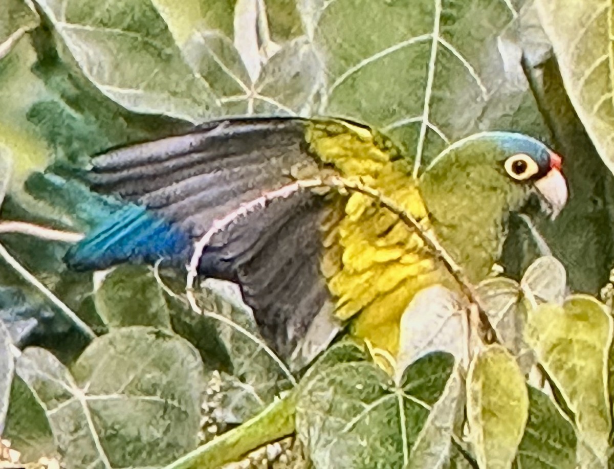 Orange-fronted Parakeet - ML647423279