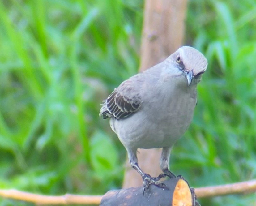 Tropikal Taklitçi - ML647423295