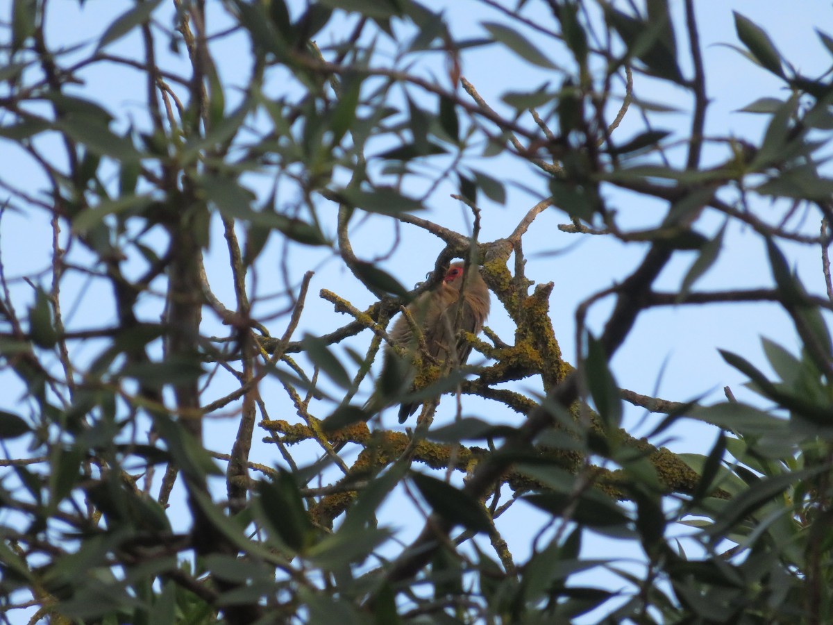 Red-faced Mousebird - ML647423312