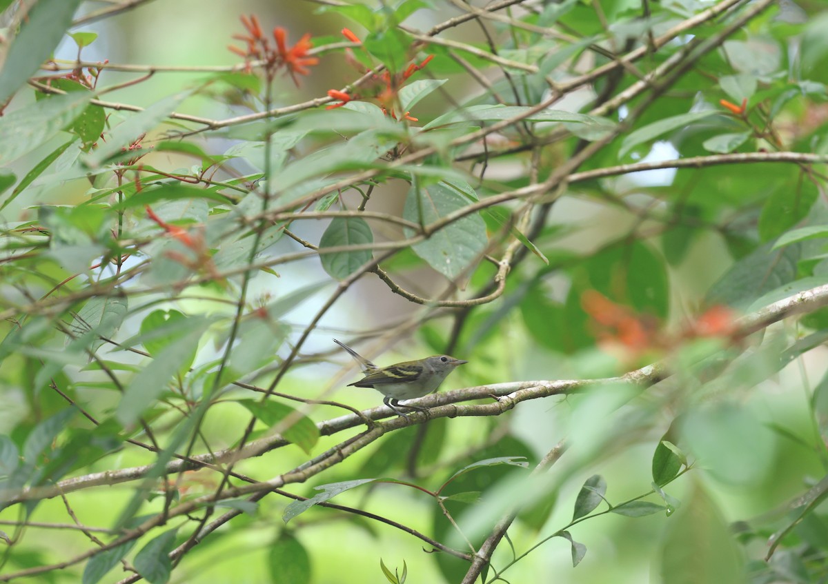 ワキチャアメリカムシクイ - ML647423327