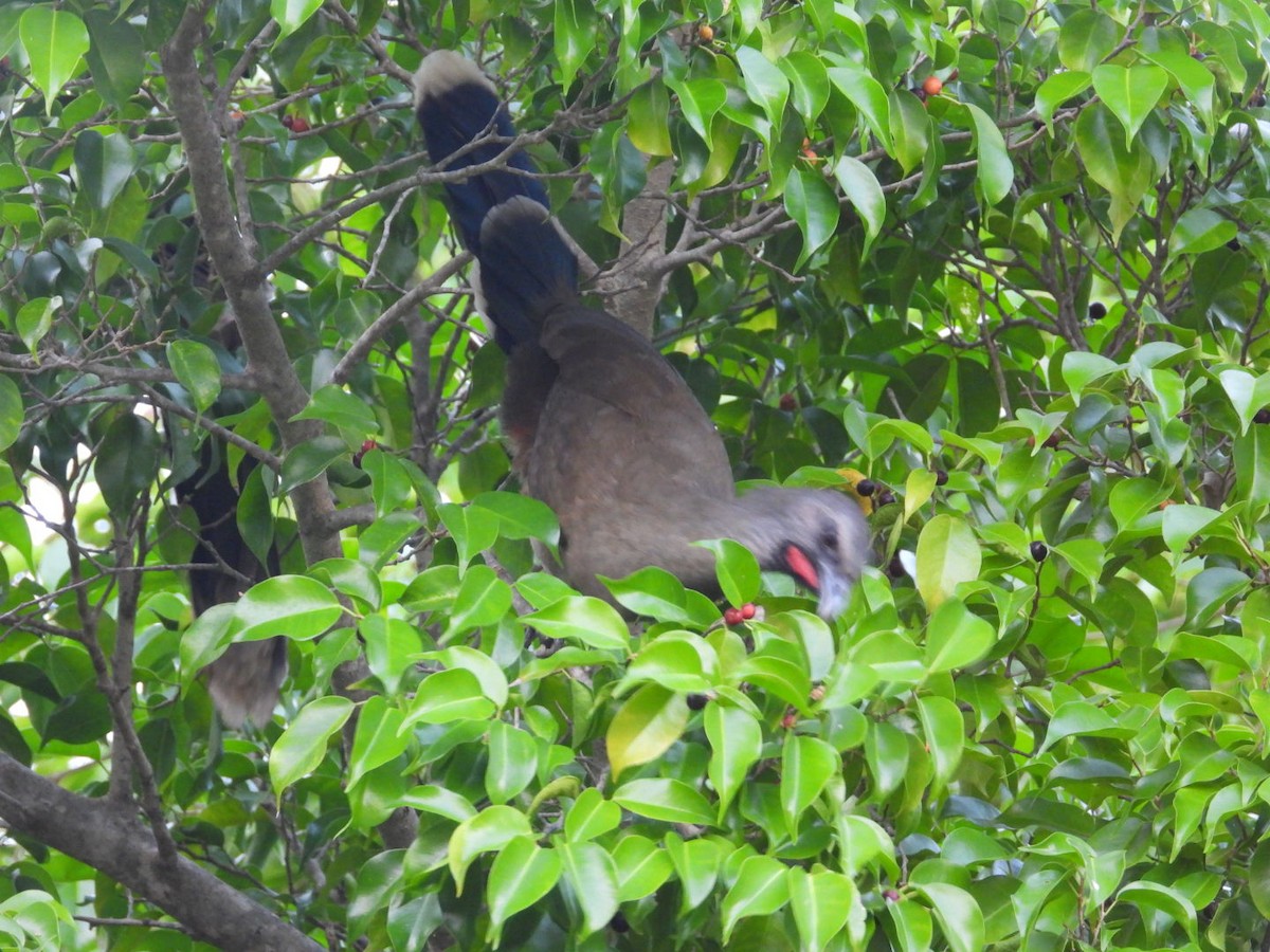 Чачалака східна - ML647423345