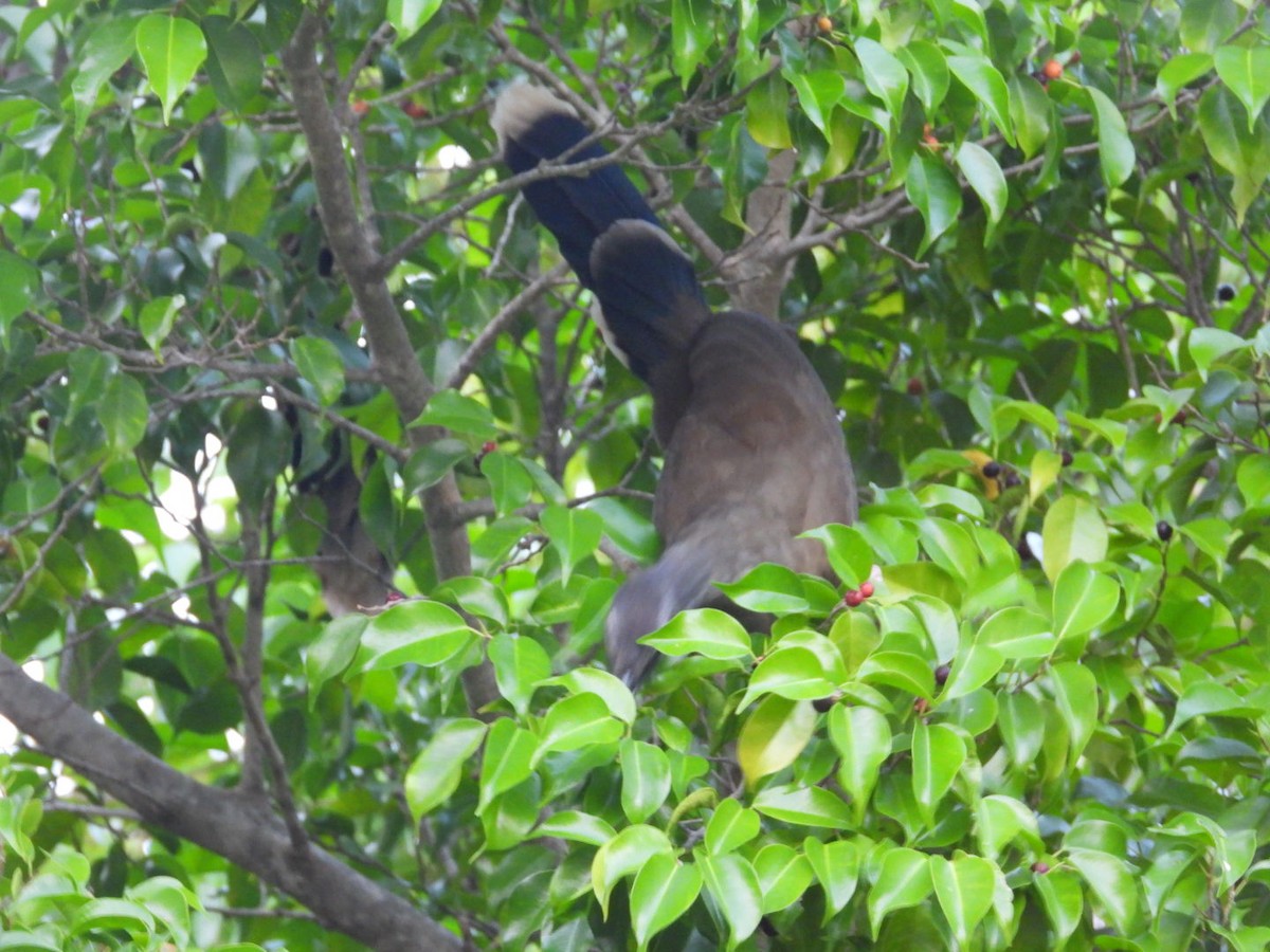 Чачалака східна - ML647423347