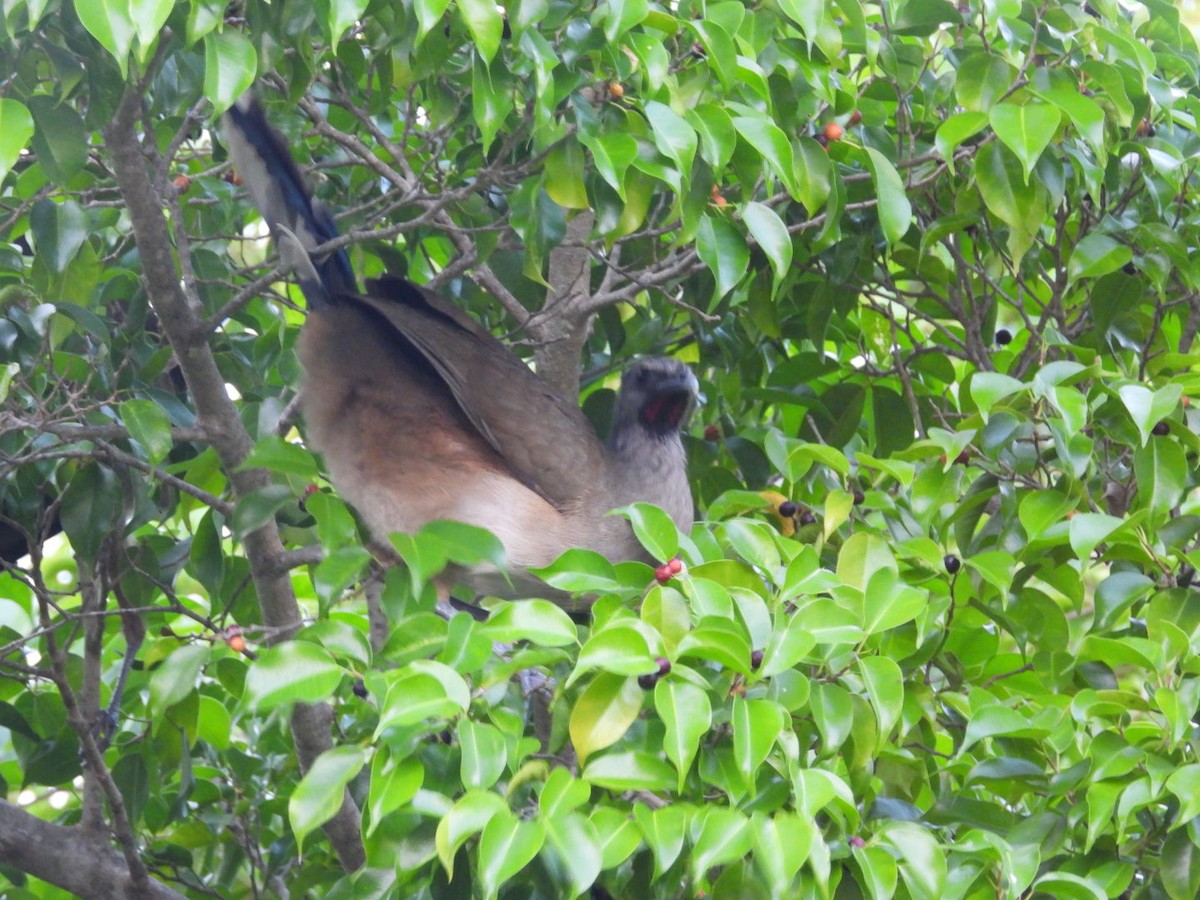 Чачалака східна - ML647423348