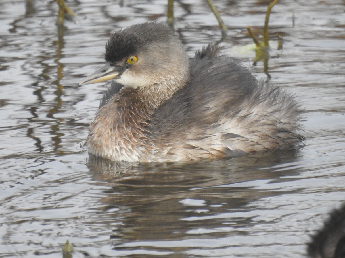 Least Grebe - ML647423356