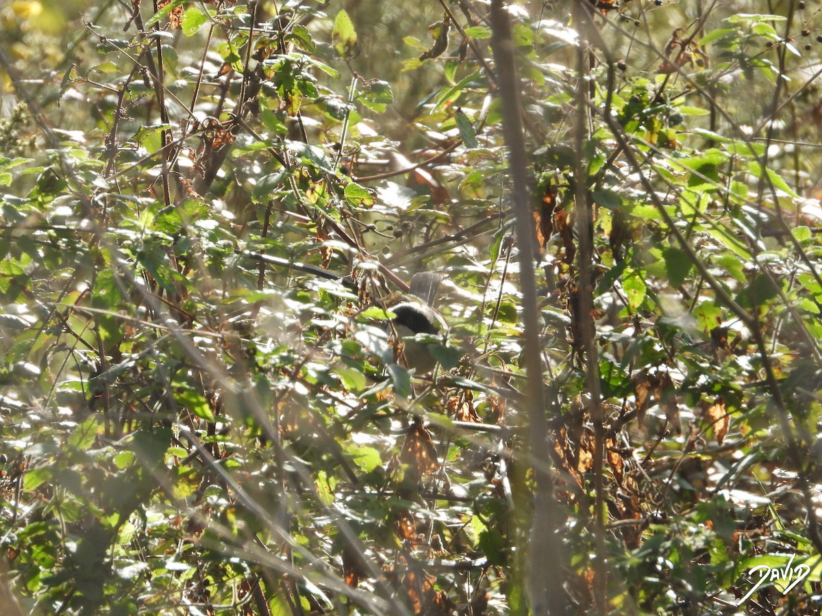 Sardinian Warbler - ML647423367
