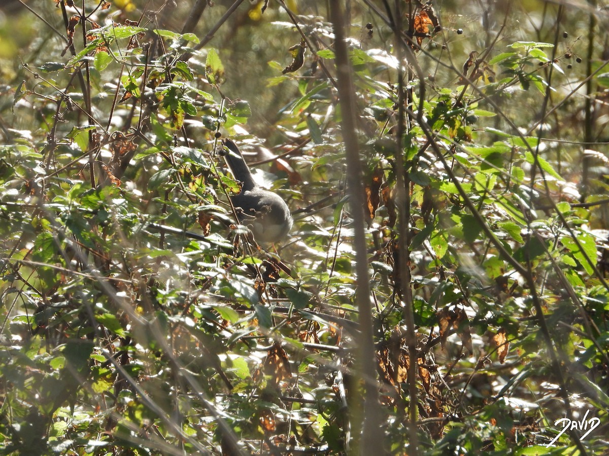 Sardinian Warbler - ML647423368