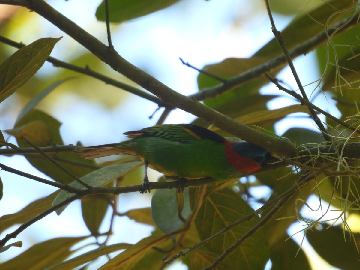 Red-necked Tanager - ML647423382
