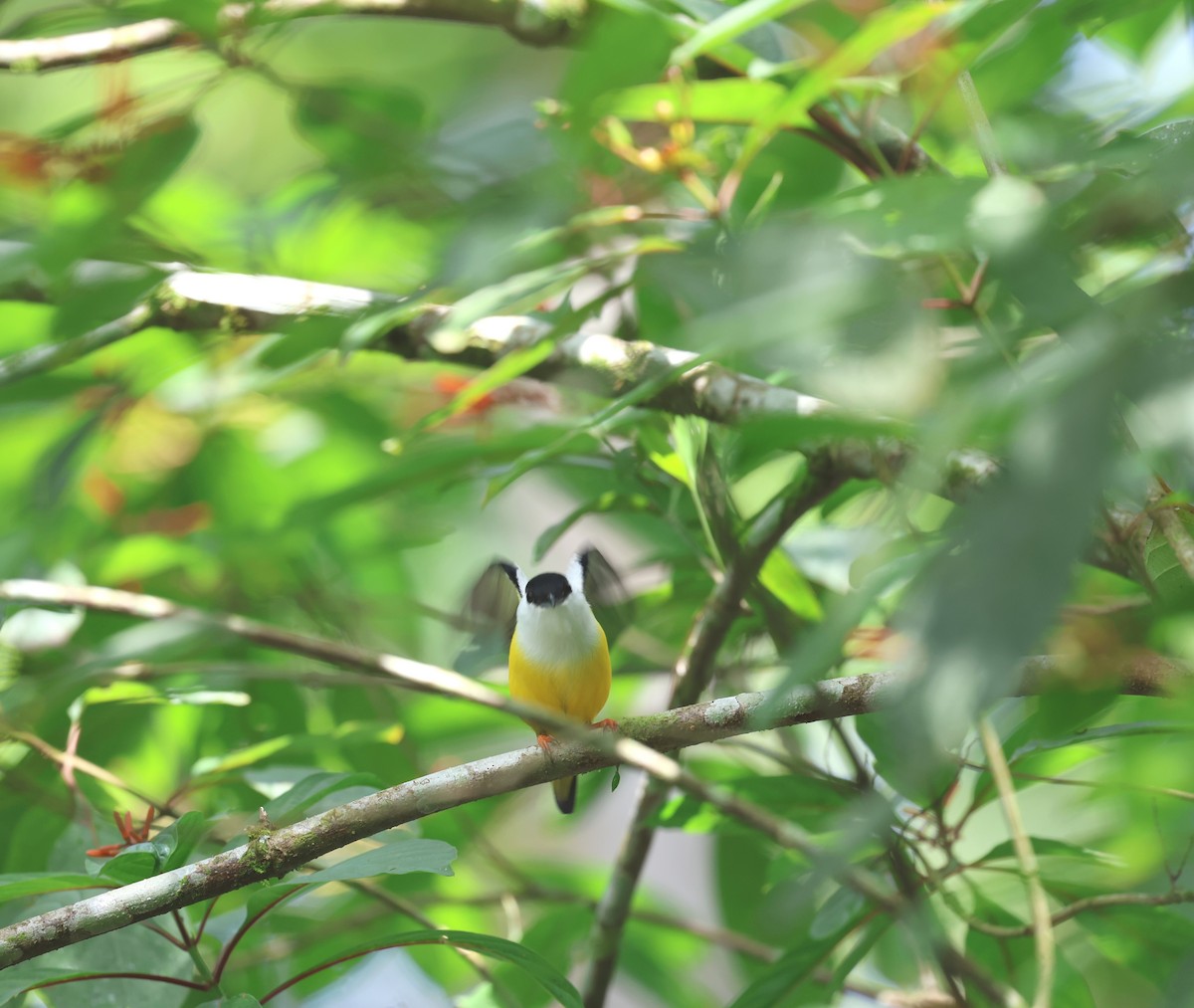 White-collared Manakin - ML647423388