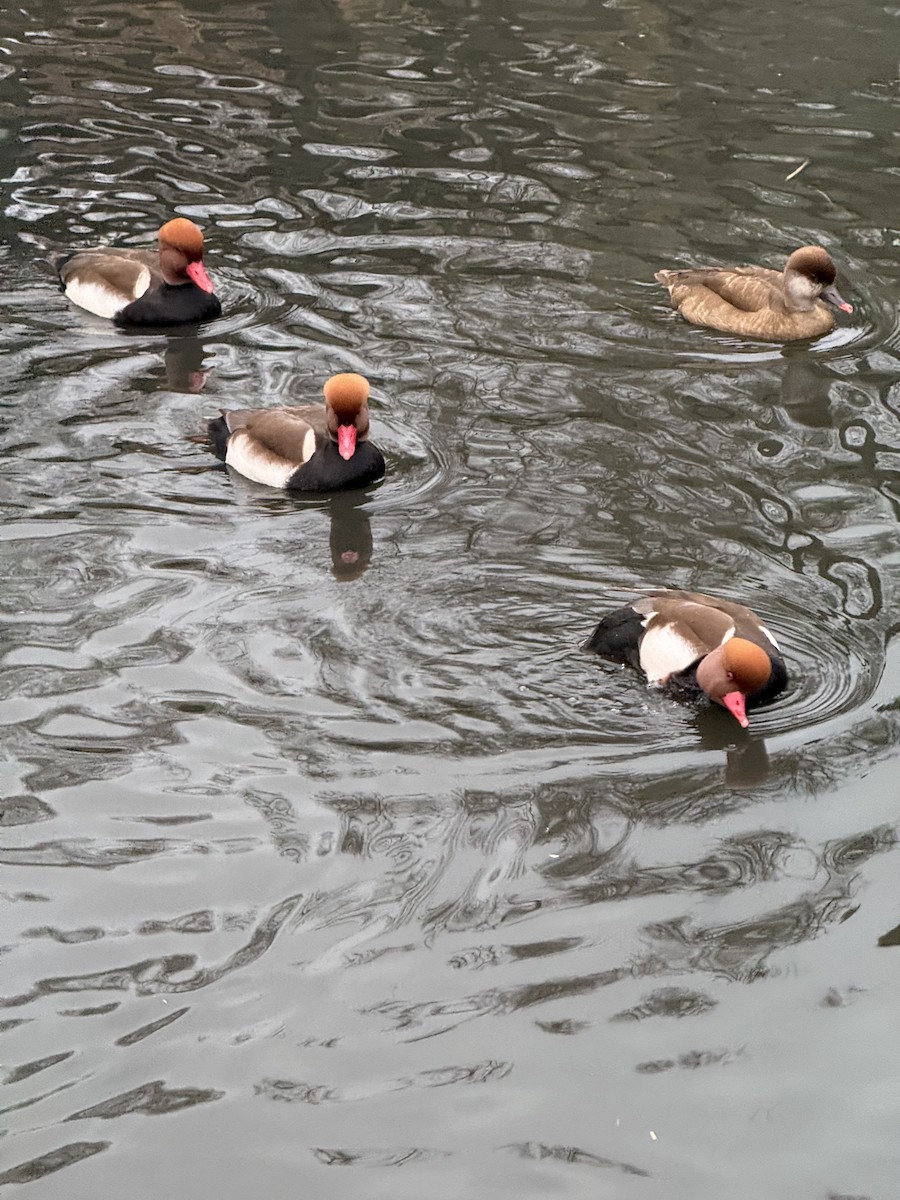 rødhodeand - ML647423409