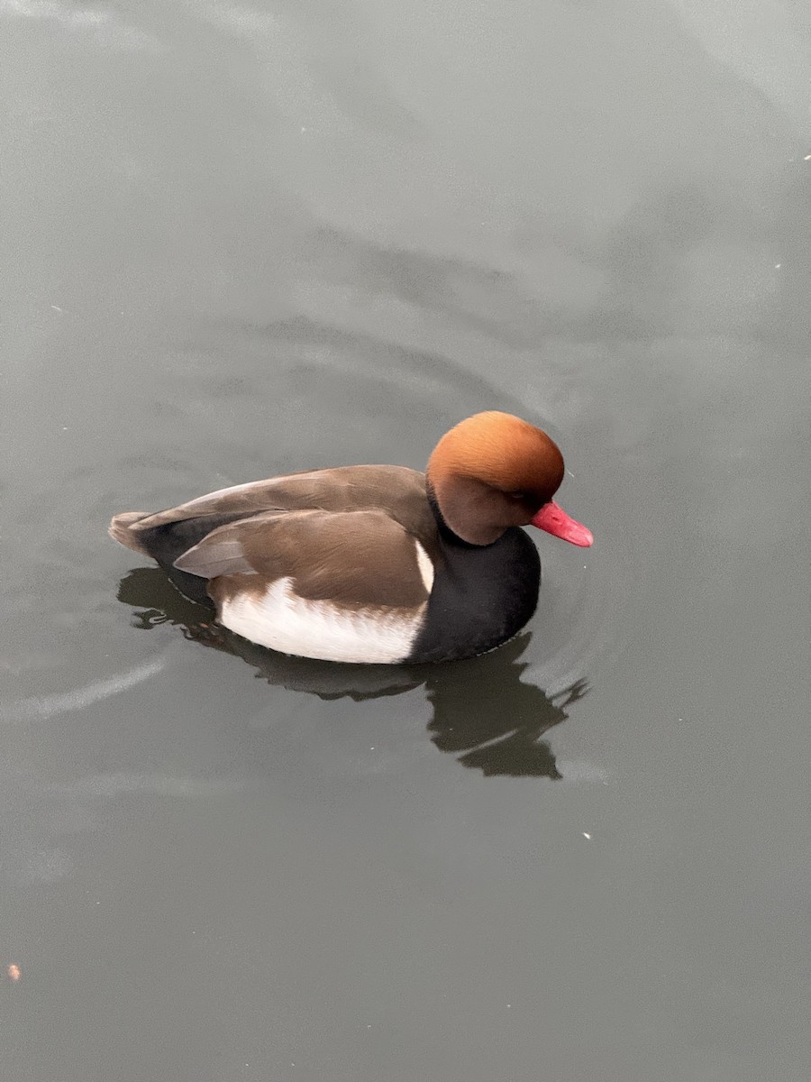 rødhodeand - ML647423410