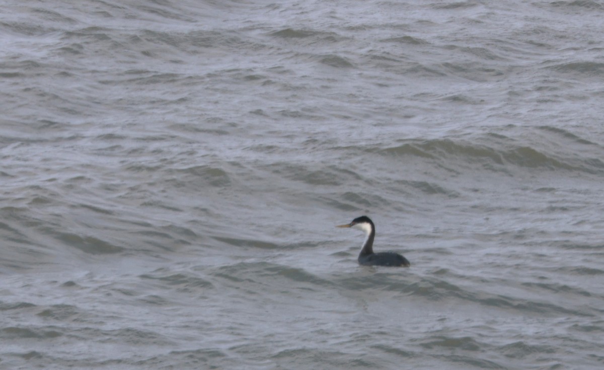 Western Grebe - ML647423413