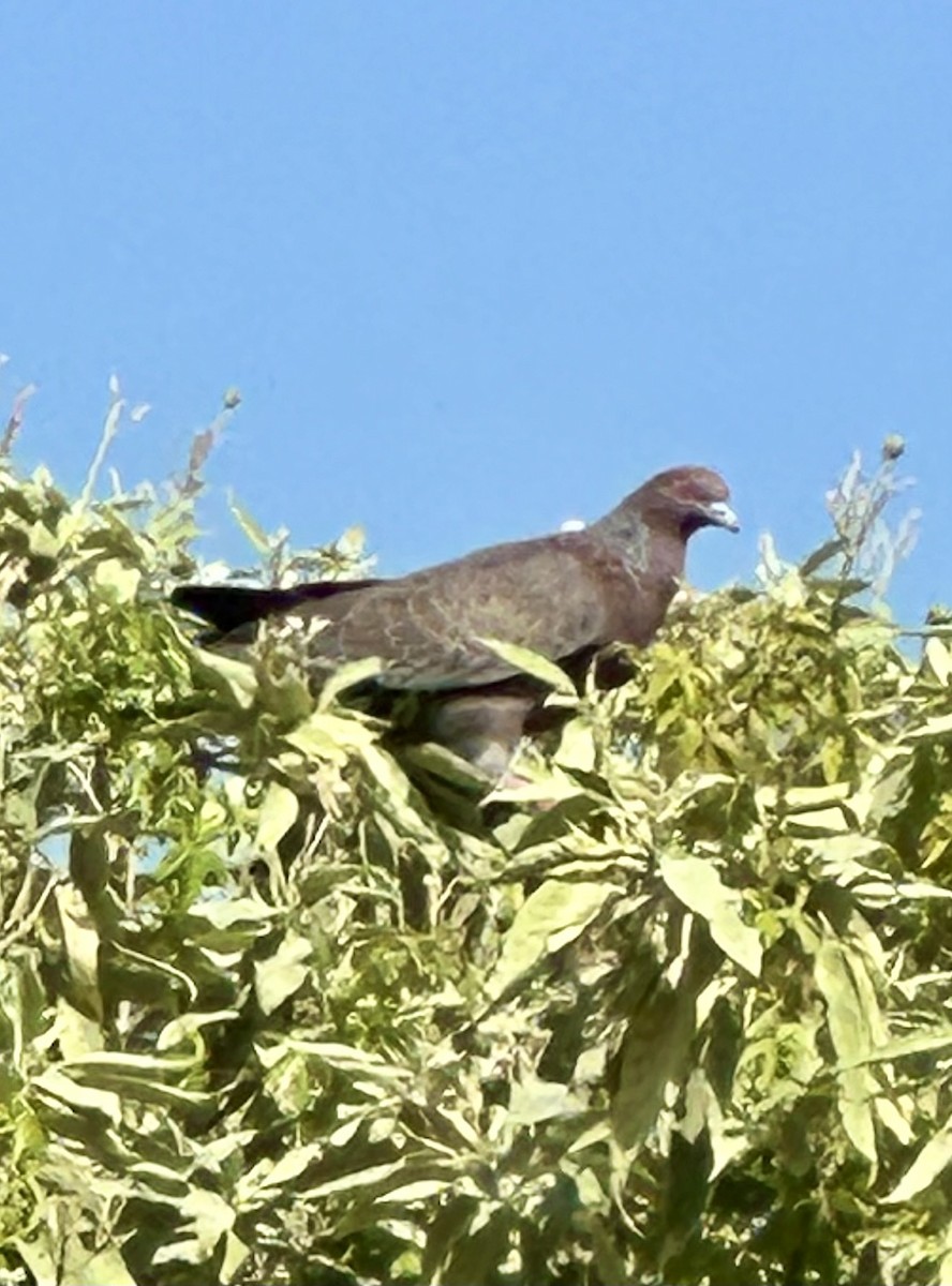Picazuro Pigeon - ML647423419